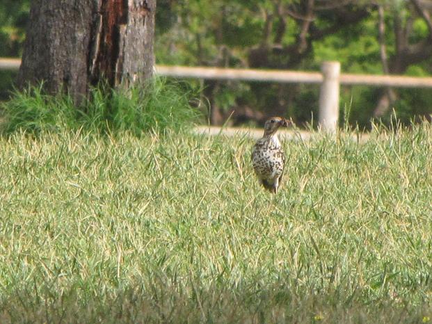 Turdus sp.
